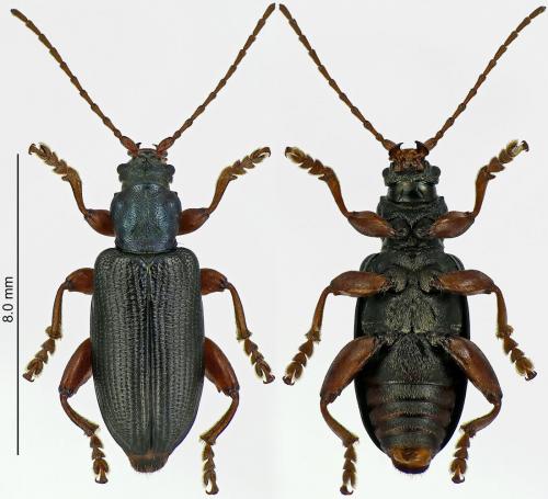 Plateumaris consimilis